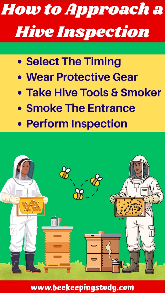 How to Inspect a Beehive