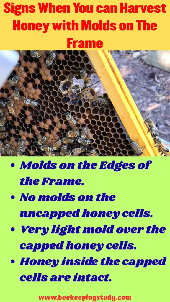 Signs When You can Harvest Honey with Molds on The Frame
