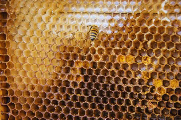 Can You Harvest Honey From Moldy Frames