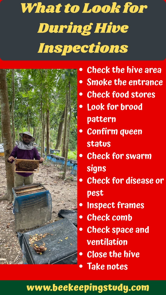 What to Look for During Hive Inspections