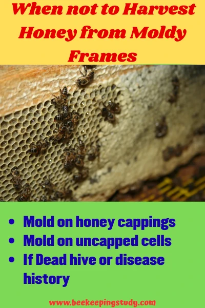 When not to Harvest Honey from Moldy Frames
