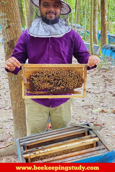 Best bees for beekeeping - Apis Cerana