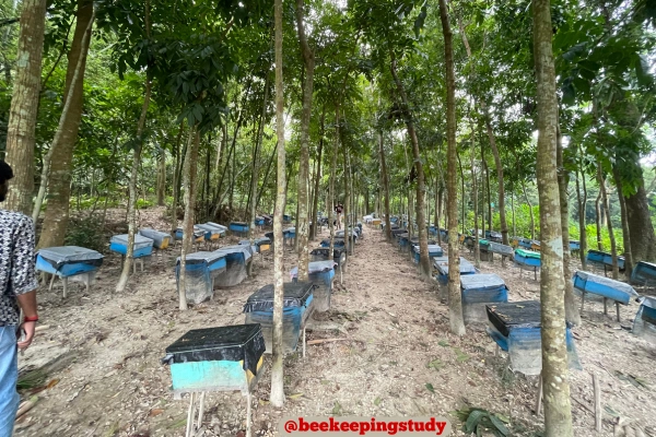 Beekeepingstudy Commercial Apiary