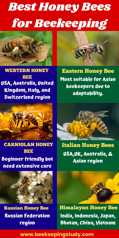 Best Honey Bees for Beekeeping