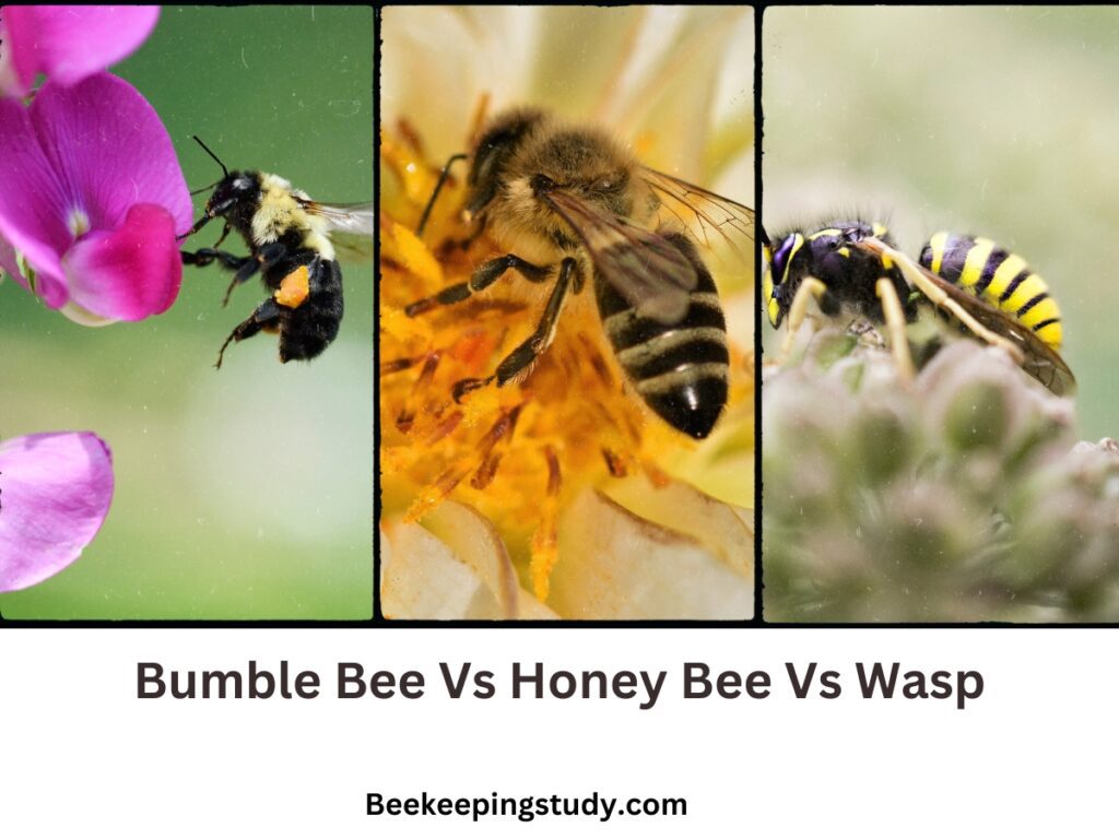 A Comparison Of Bumblebee vs Honey Bee vs Wasp | Beekeepingstudy