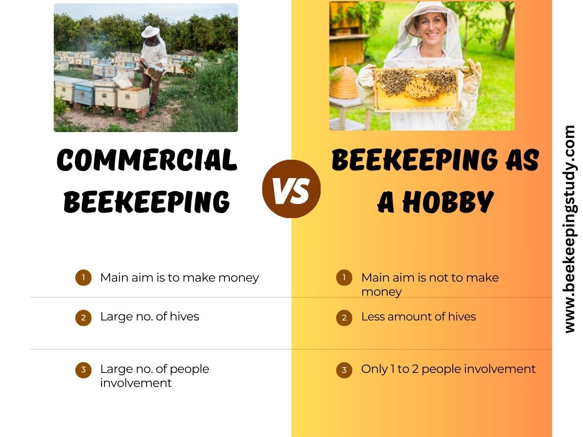 Commercial Beekeeping Vs Beekeeping As A Hobby