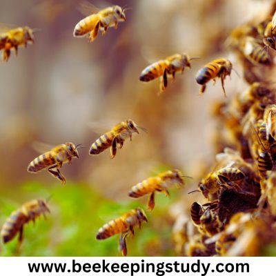 Eastern Honey Bees