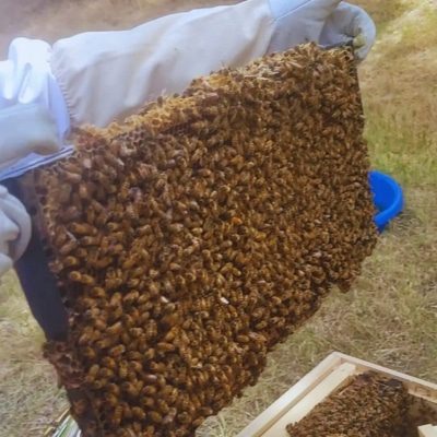 Himalayan Honey Bees
