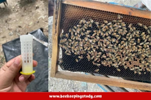 Honey Bees & Queen Bee