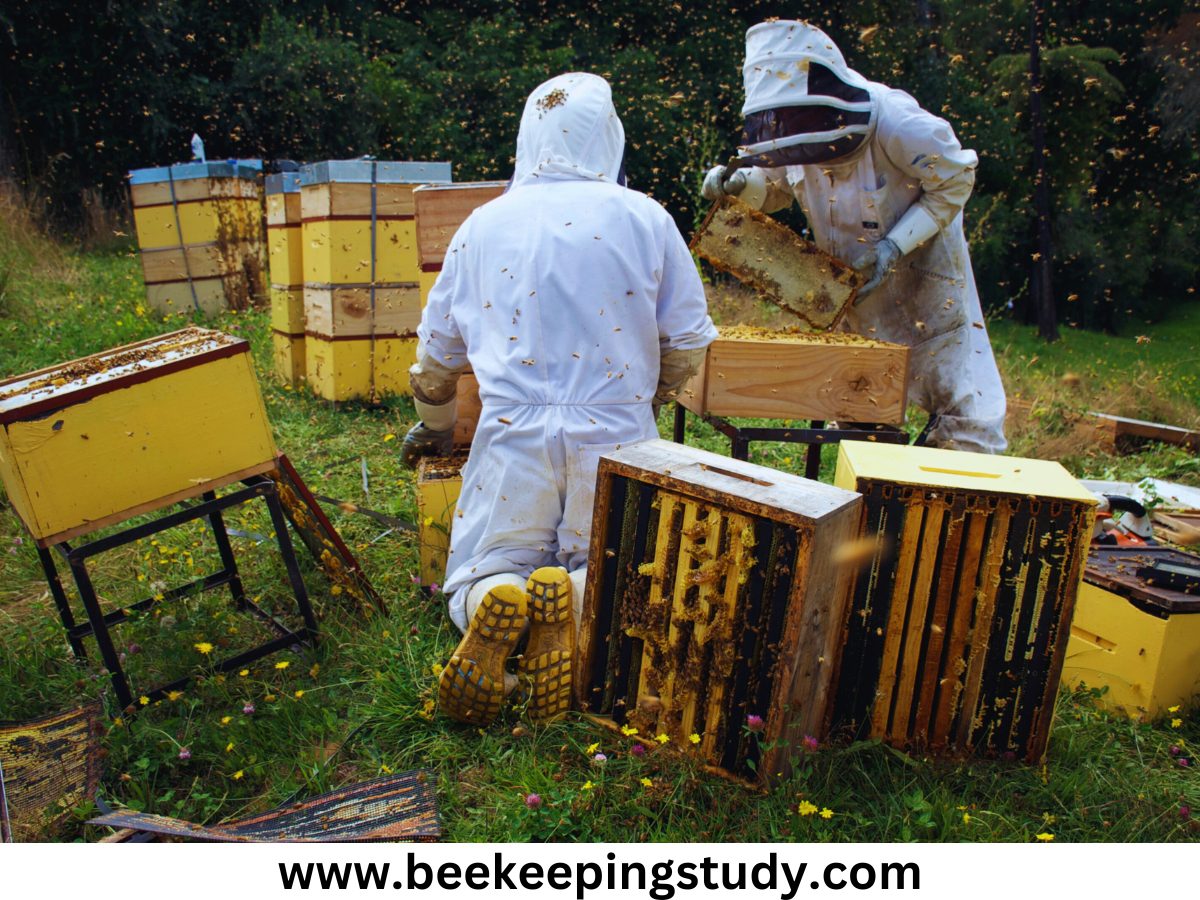 How Many Hives Do Commercial Beekeepers Have
