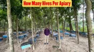 How Many Hives Per Apiary? (A Comprehensive Guide)