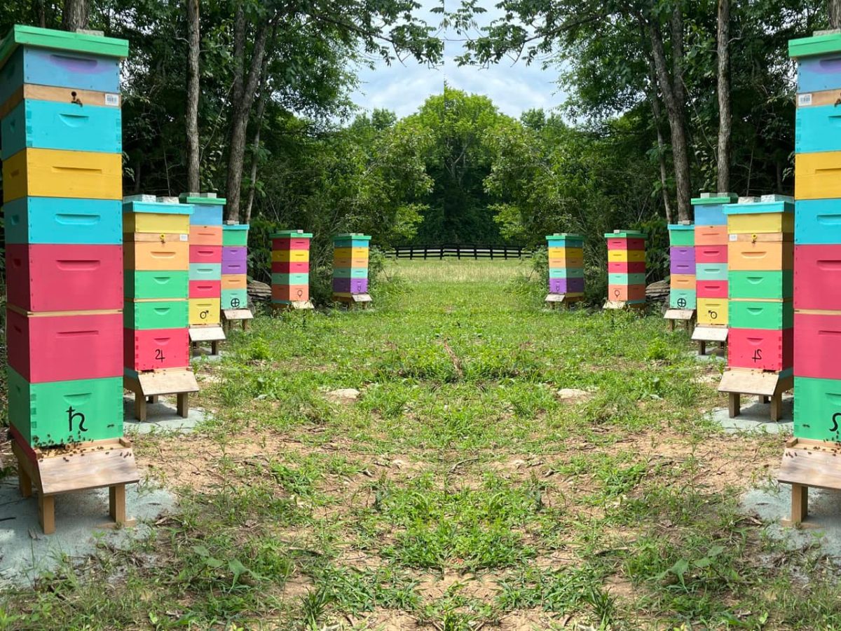 How Many Hives Per Apiary For Commercial Beekeeping
