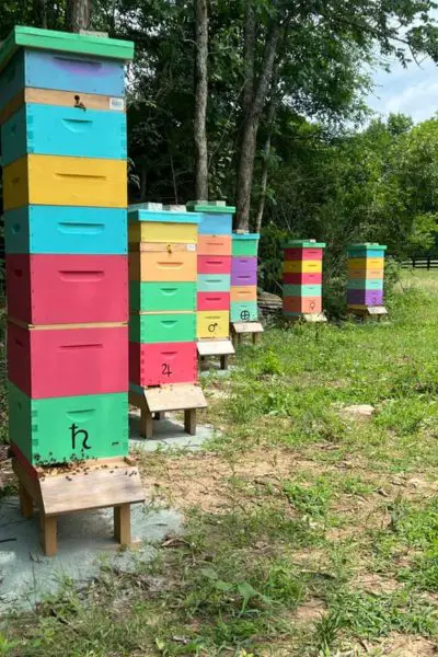 How Many Hives Per Apiary