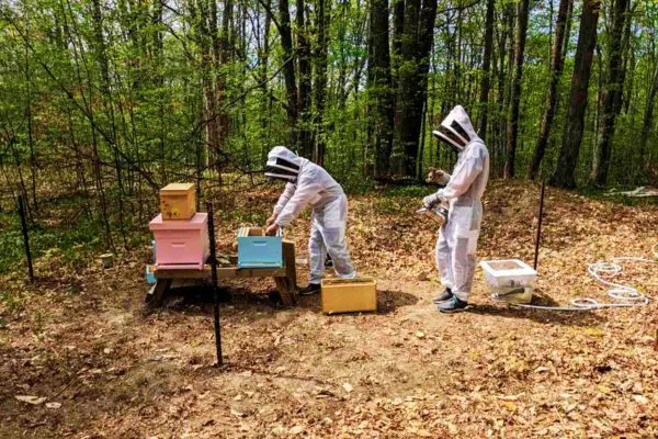 How many hives do commercial beekeepers have on average