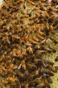 Italian Honey Bee