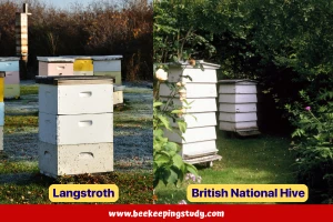 Langstroth Beehive vs British National Hive