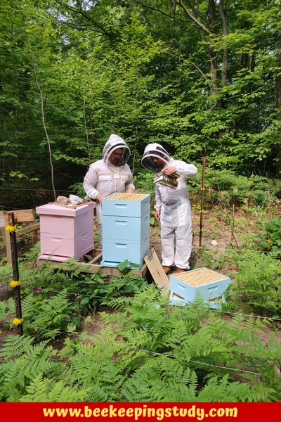 How to Learn Beekeeping