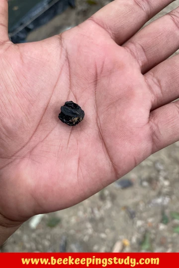 Propolis: Benefits of Beekeeping