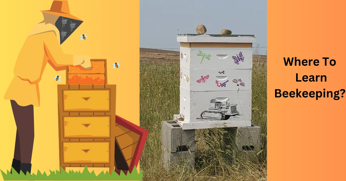 Where To Learn Beekeeping