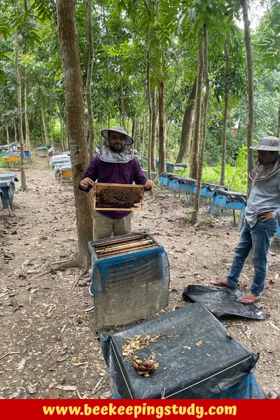 #1 Source to Purchase Bees for Beekeeping