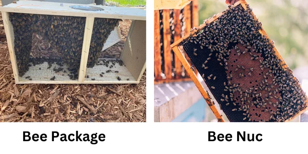 Different Types Of Bee Cluster To Purchase