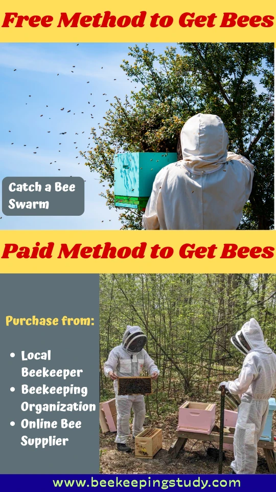 How To Get Bees For Beekeeping (Free Vs Paid)