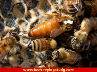 A weak queen bee