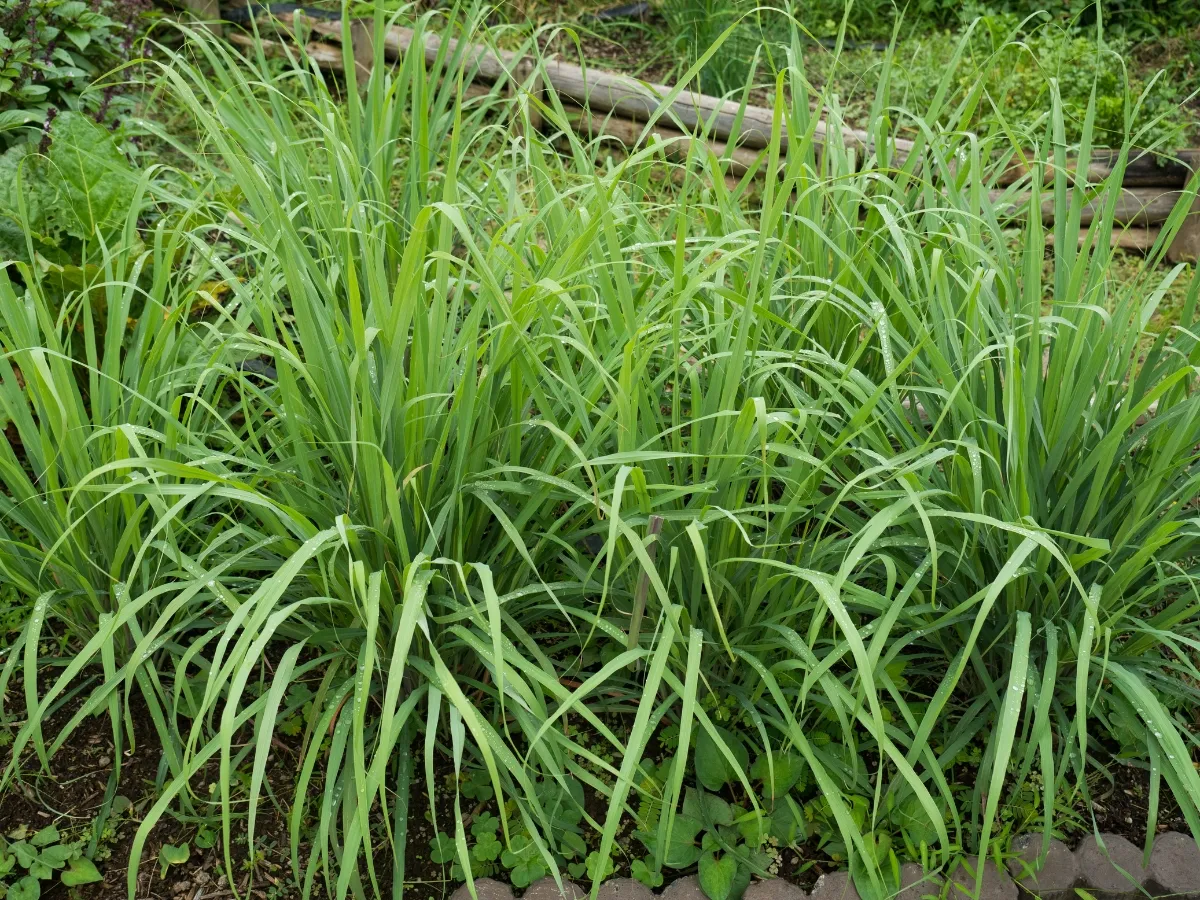 Does Lemongrass Attract bees