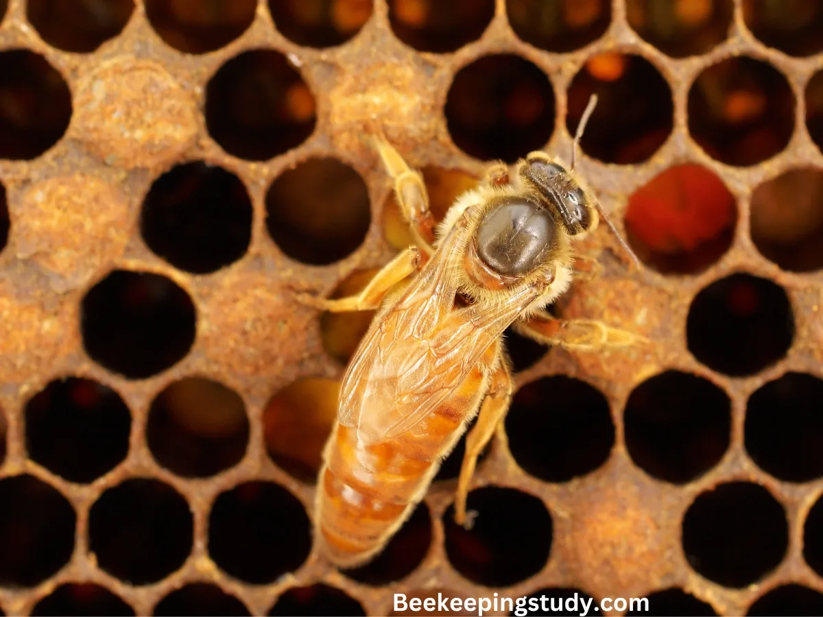 Facts About Queen Bee (Beekeepers Must Know)