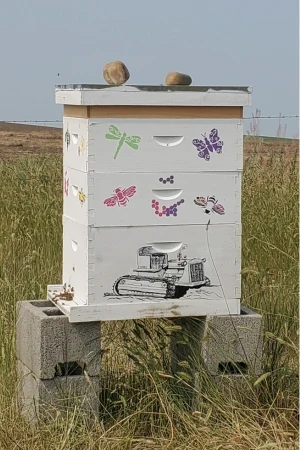 Beehive in crops field