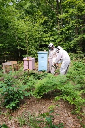 Beehive in woods