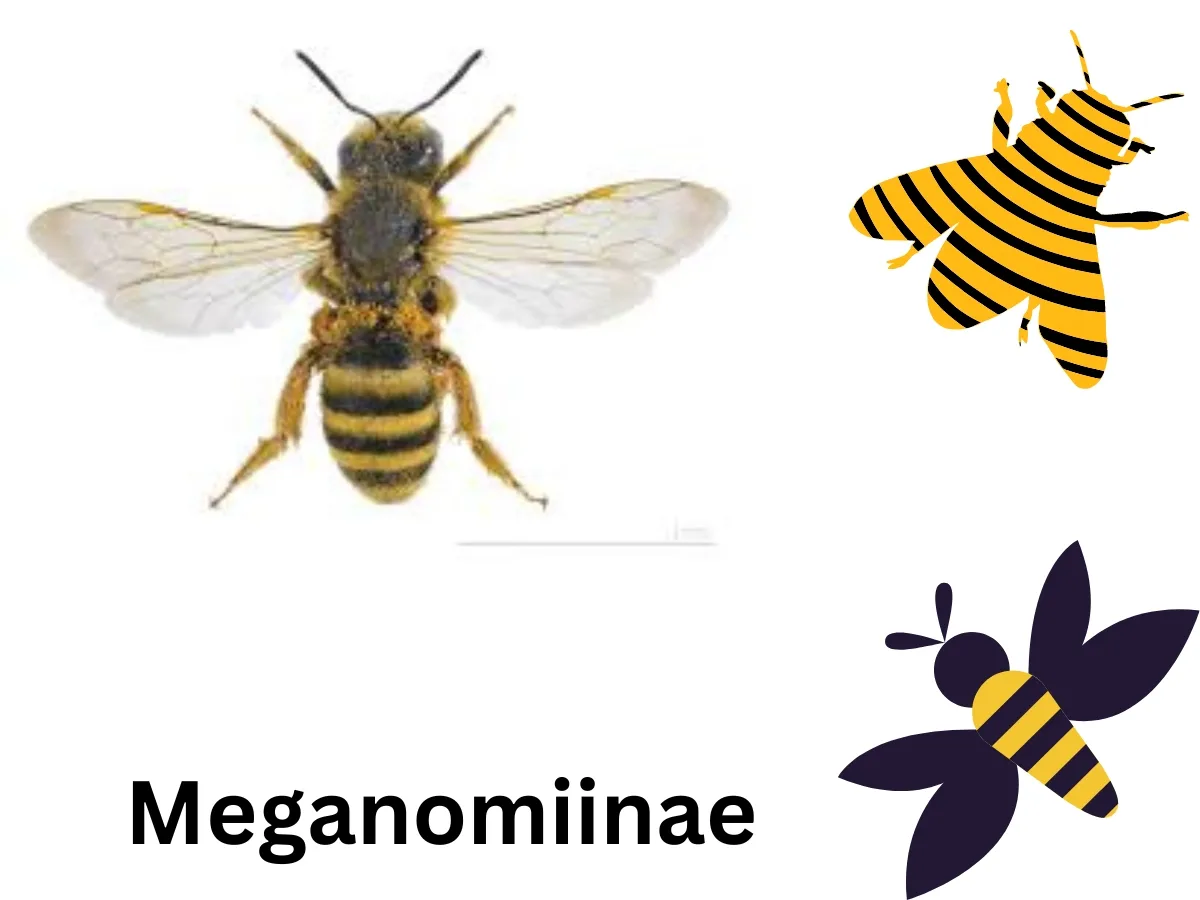 Meganomiinae: Characteristics, Danger, & Other Facts