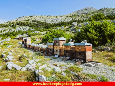 Place a Beehive at the Foot Of A Mountain