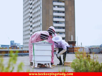 Place a beehive at the Rooftop
