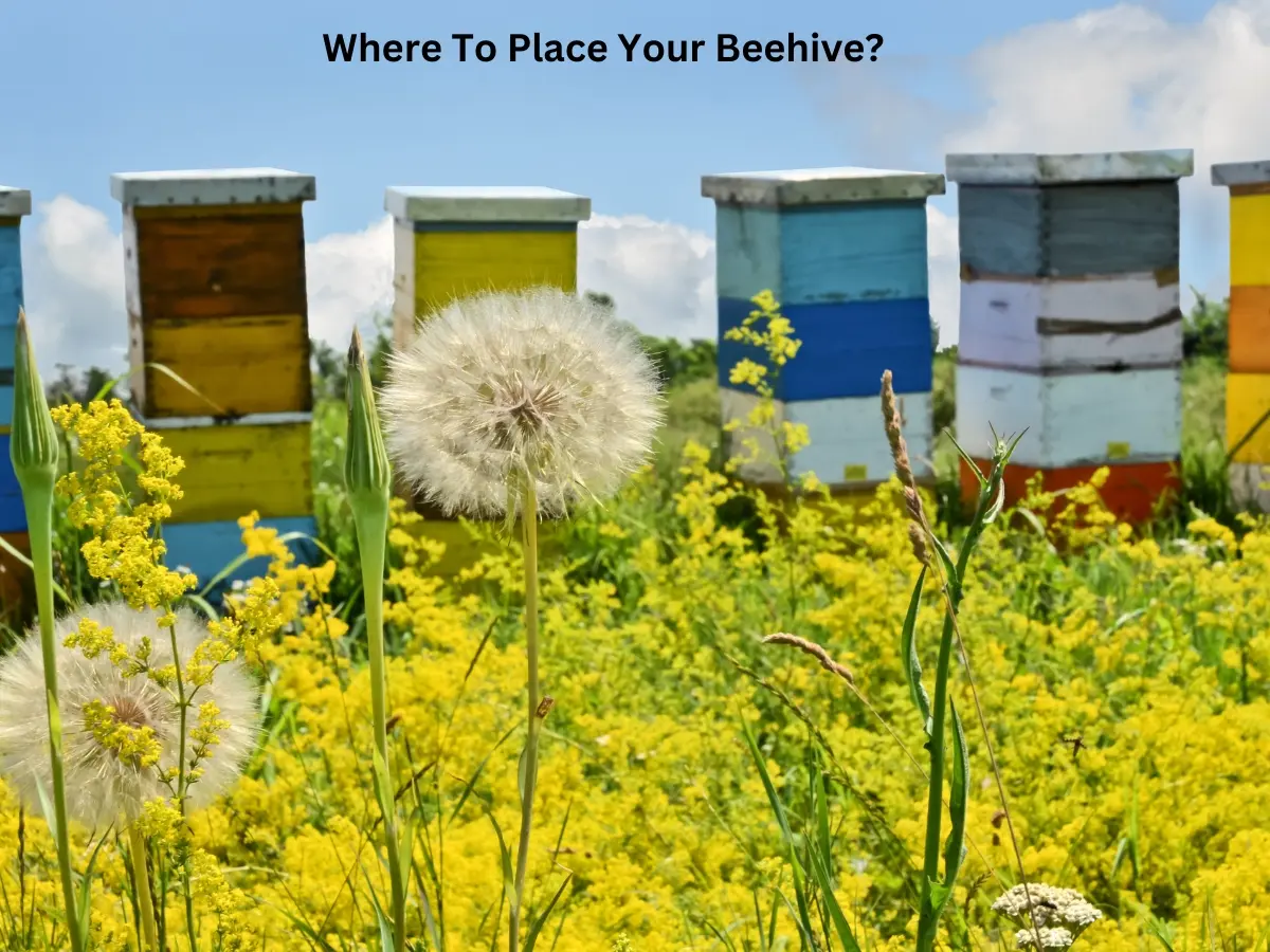 Where To Place A Beehive