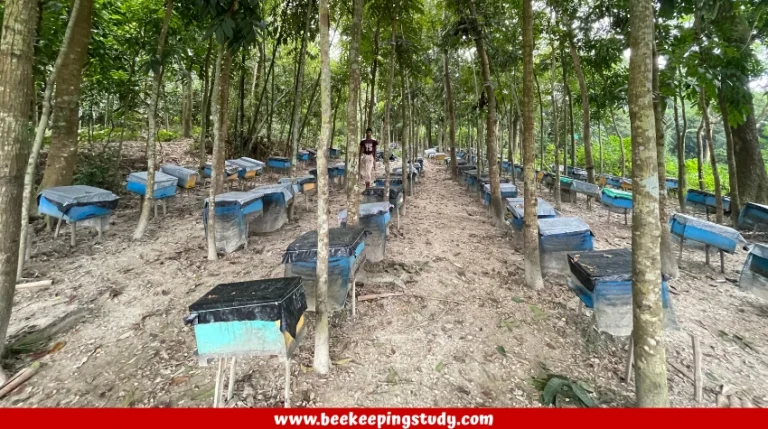 Where to Place a Beehive