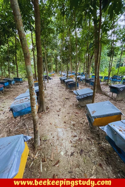 Where to Plcae a Beehive - The Perfect Spot