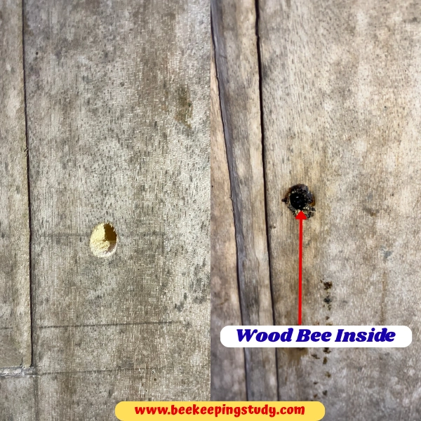 Holes created by wood bees with wood bee inside