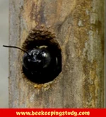 Holes Created by Wood Bees