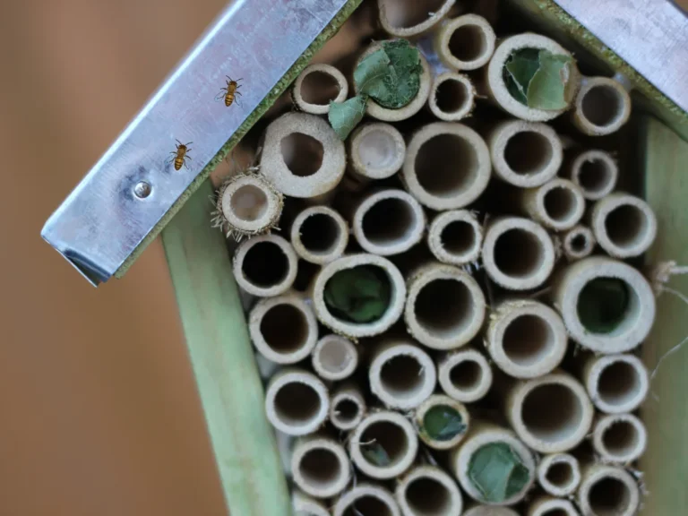 How to Get Rid of Wood Bees