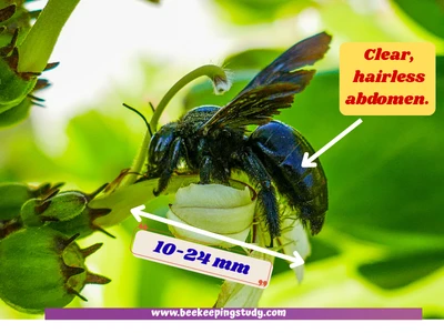 How to Identify a Wood Bee