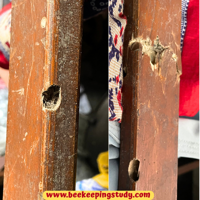 Structural Damage By Wood Bees