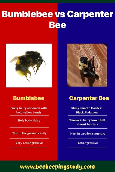 Bumble Bee and Carpenter Bee with Distinction Chart