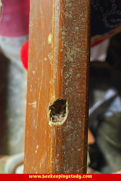Hole created by carpenter bee in a wooden structure
