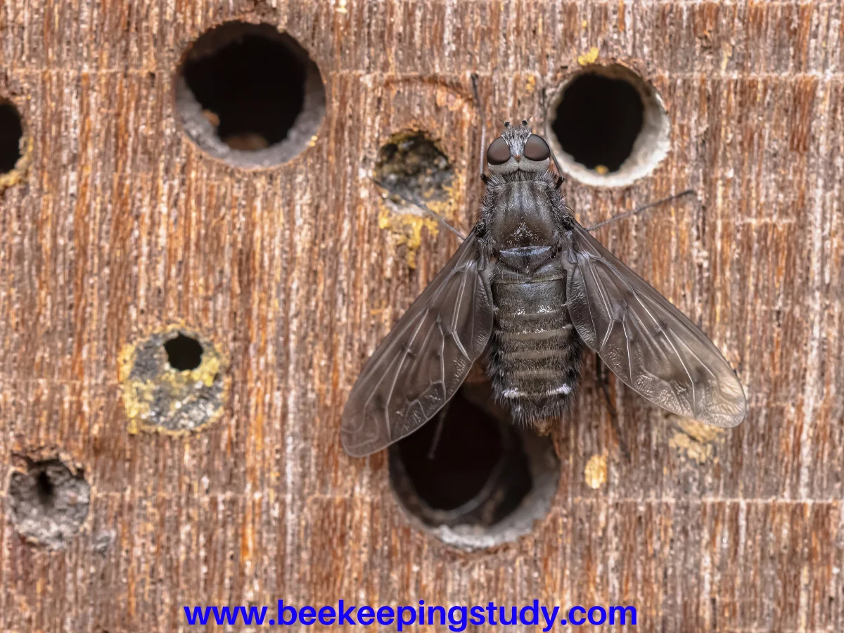 How to Get Rid of Carpenter Bees Permanently