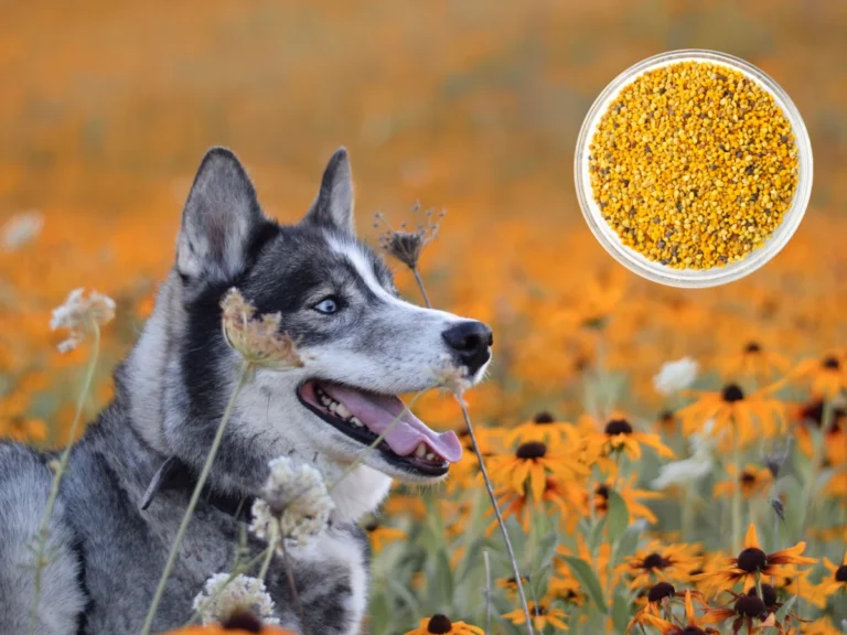 Can dogs have bee pollen