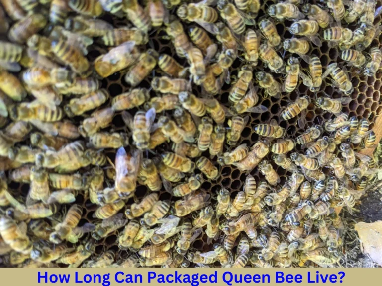 How Long Can Packaged Queen Bee Live