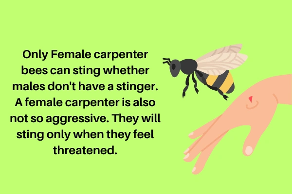 Do Carpenter Bees Sting