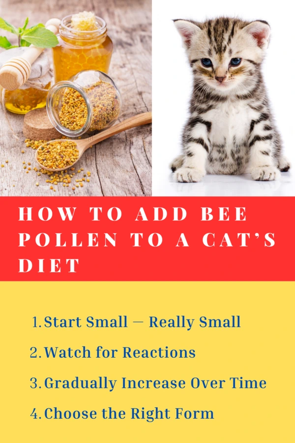How to Add Bee Pollen to a Cat’s Diet