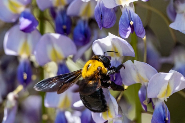 Japanese carpenter bee